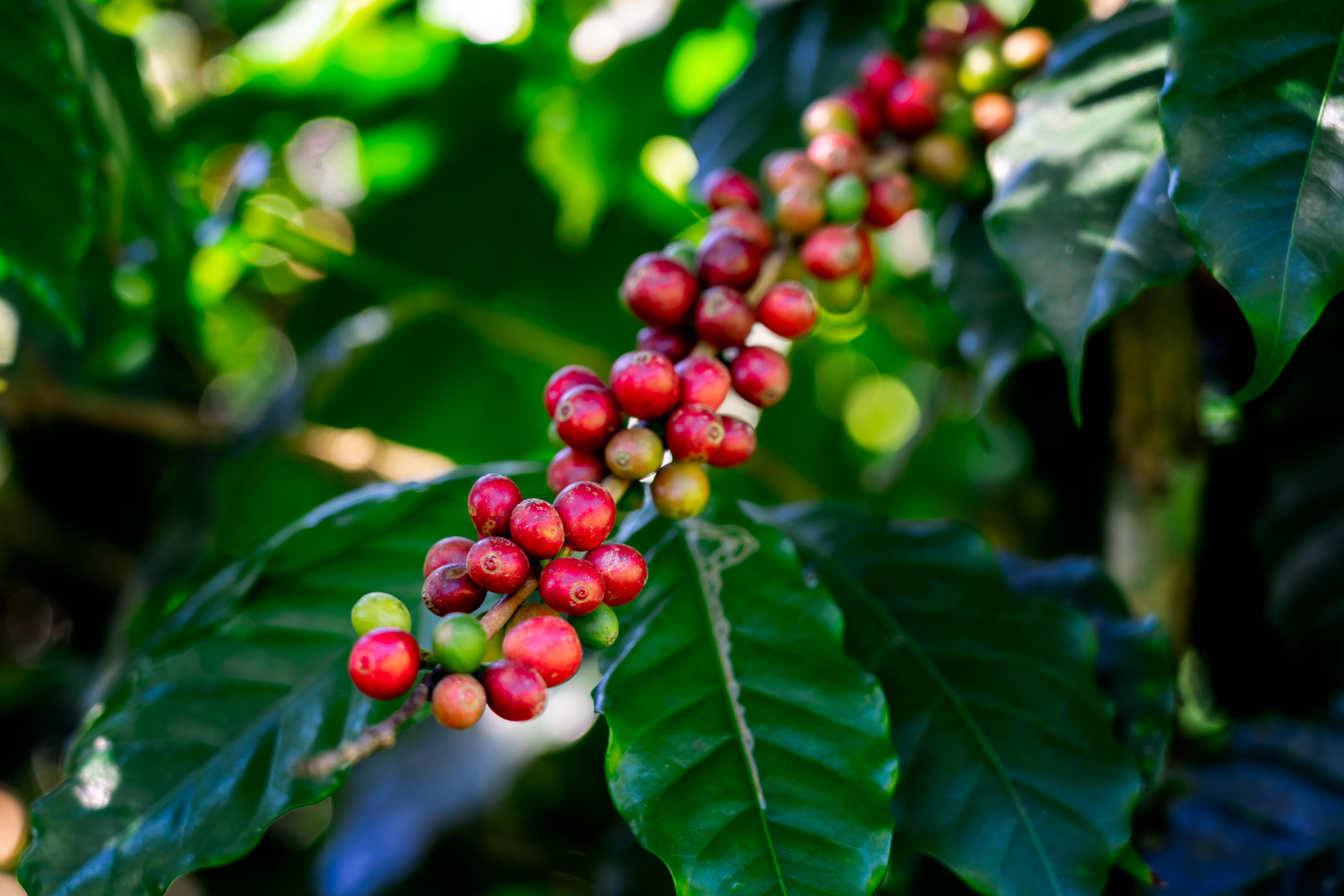Coffee garden supplying Karaz Coffee Factory